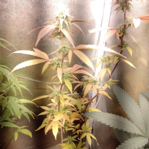 Banana Purple Punch #1 growlog timeline photo