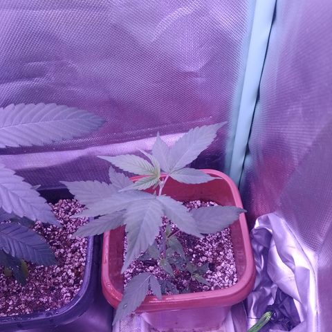 Banana Purple Punch 3 growlog timeline photo