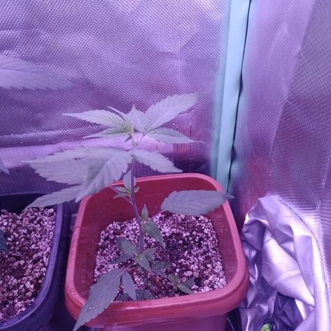 Banana Purple Punch 3 growlog timeline photo