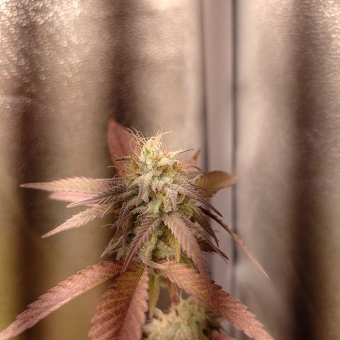 Banana Purple Punch #1 growlog timeline photo