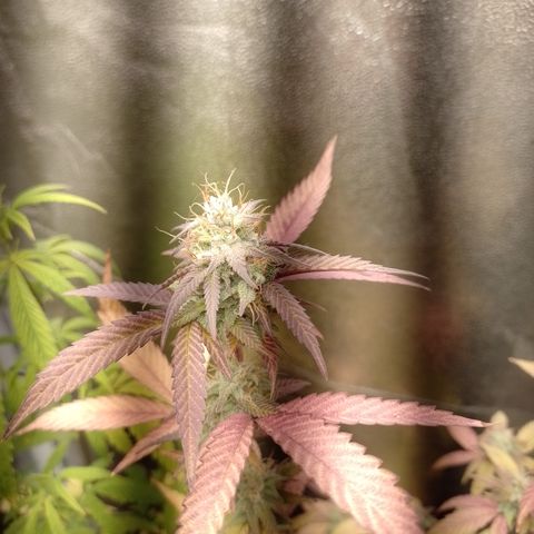 Banana Purple Punch #1 growlog timeline photo