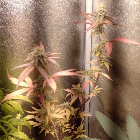 Banana Purple Punch #1 growlog timeline photo