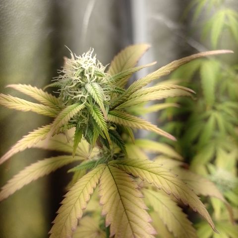 Sweet Cherry Pie 3 growlog timeline photo