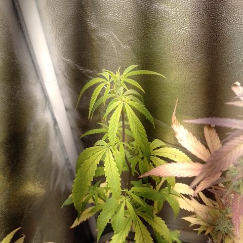Purple Guetto growlog timeline photo