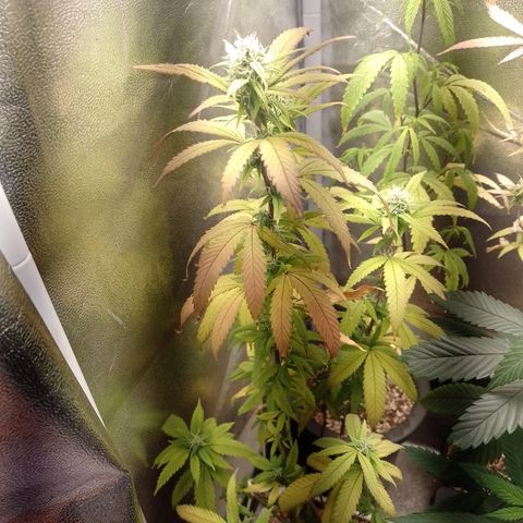 Sweet Cherry Pie 3 growlog timeline photo