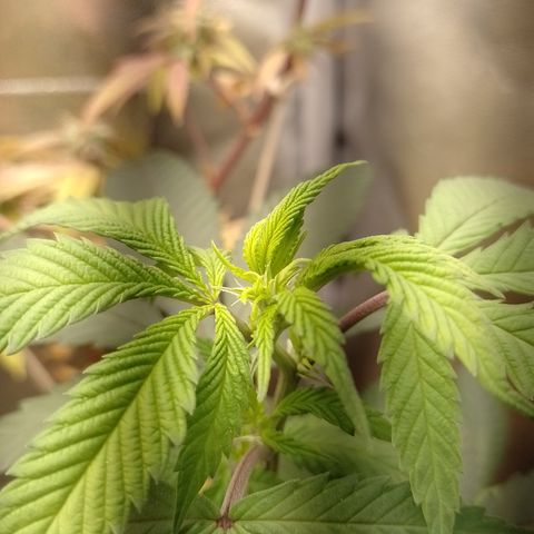 Sweet Cherry Pie #2 growlog timeline photo