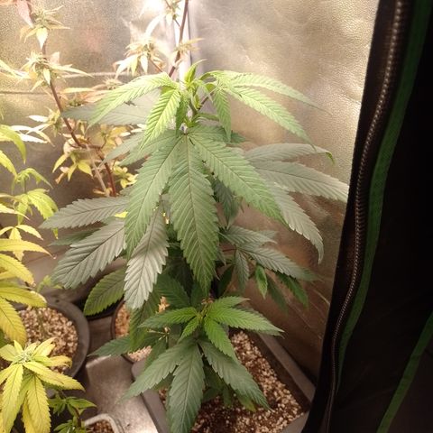 Sweet Cherry Pie #2 growlog timeline photo