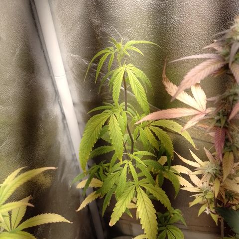 Purple Guetto growlog timeline photo