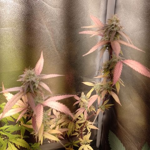 Banana Purple Punch #1 growlog timeline photo