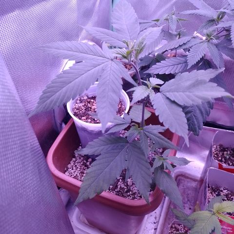 Banana Purple Punch 3 growlog timeline photo