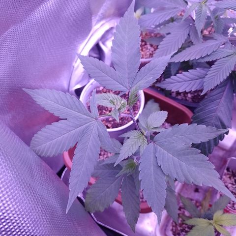 Banana Purple Punch 3 growlog timeline photo