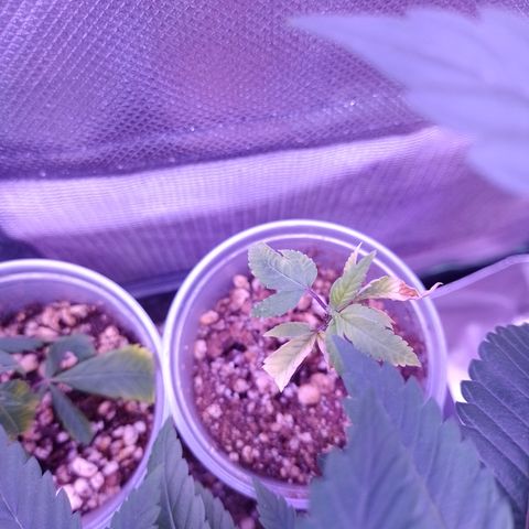 Banana Purple Punch #4 e #5 growlog timeline photo