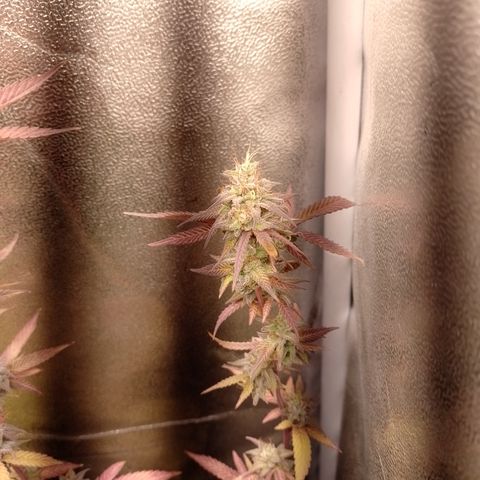 Banana Purple Punch #1 growlog timeline photo