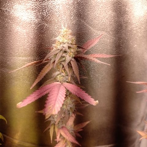 Banana Purple Punch #1 growlog timeline photo