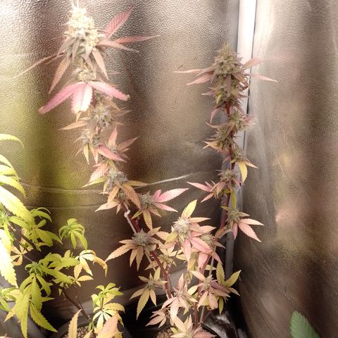 Banana Purple Punch #1 growlog timeline photo