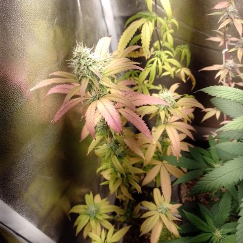 Sweet Cherry Pie 3 growlog timeline photo