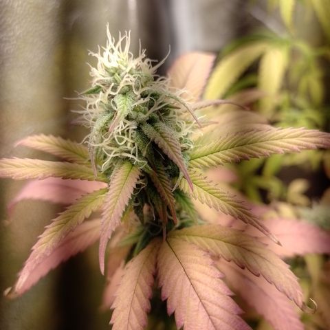 Sweet Cherry Pie 3 growlog timeline photo