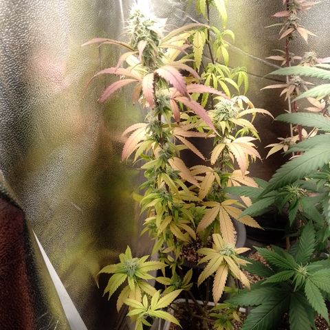 Sweet Cherry Pie 3 growlog timeline photo