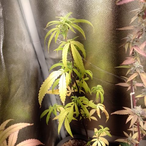 Purple Guetto growlog timeline photo
