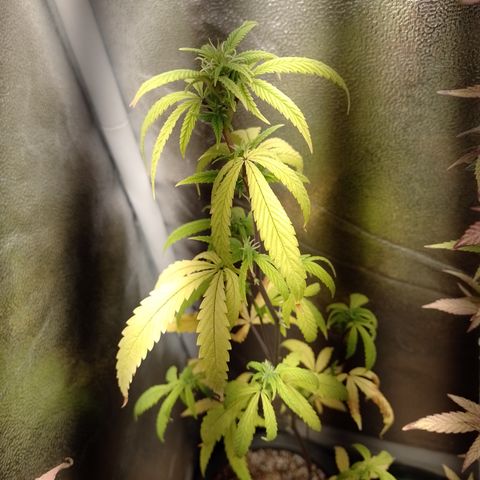 Purple Guetto growlog timeline photo