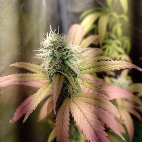 Sweet Cherry Pie 3 growlog timeline photo