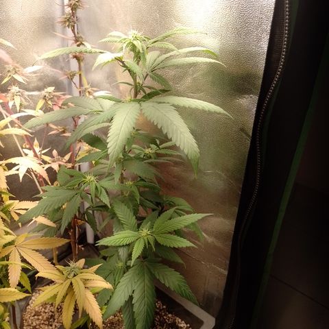 Sweet Cherry Pie #2 growlog timeline photo