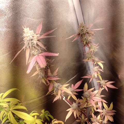 Banana Purple Punch #1 growlog timeline photo
