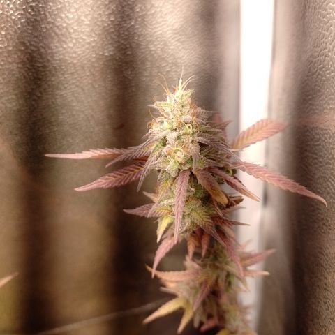 Banana Purple Punch #1 growlog timeline photo