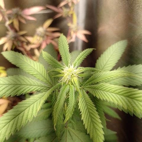 Sweet Cherry Pie #2 growlog timeline photo