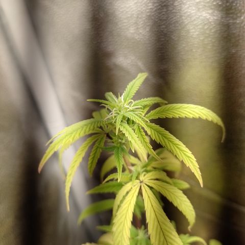 Purple Guetto growlog timeline photo