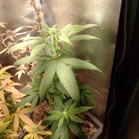 Sweet Cherry Pie #2 growlog timeline photo