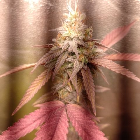 Banana Purple Punch #1 growlog timeline photo