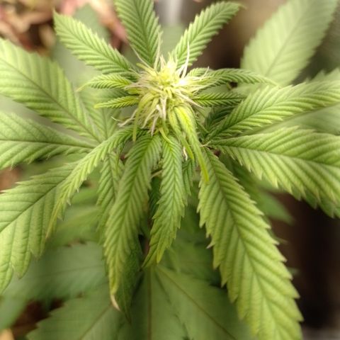 Sweet Cherry Pie #2 growlog timeline photo