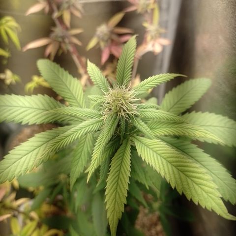 Sweet Cherry Pie #2 growlog timeline photo