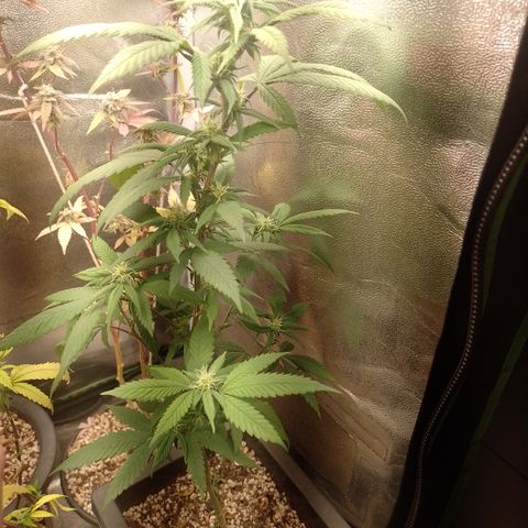 Sweet Cherry Pie #2 growlog timeline photo