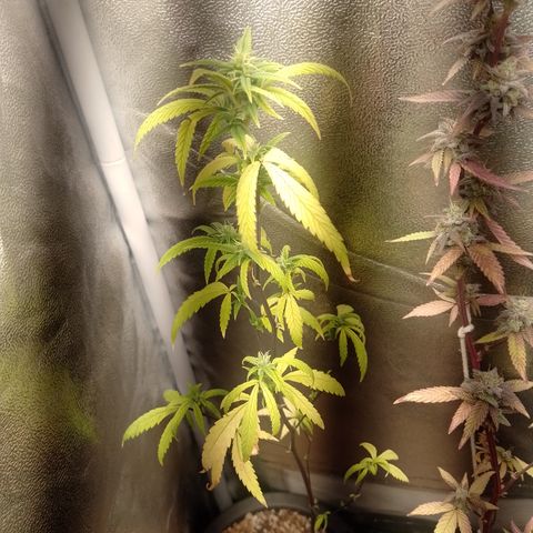 Purple Guetto growlog timeline photo