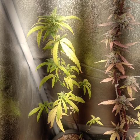 Purple Guetto growlog timeline photo