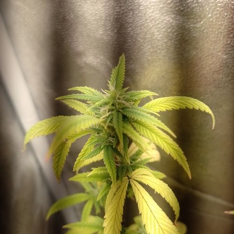 Purple Guetto growlog timeline photo
