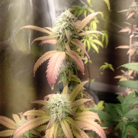 Sweet Cherry Pie 3 growlog timeline photo