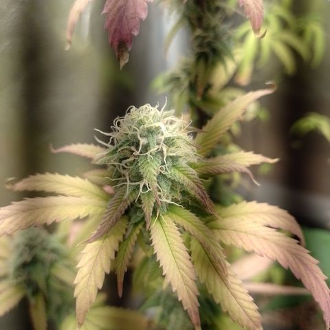 Sweet Cherry Pie 3 growlog timeline photo