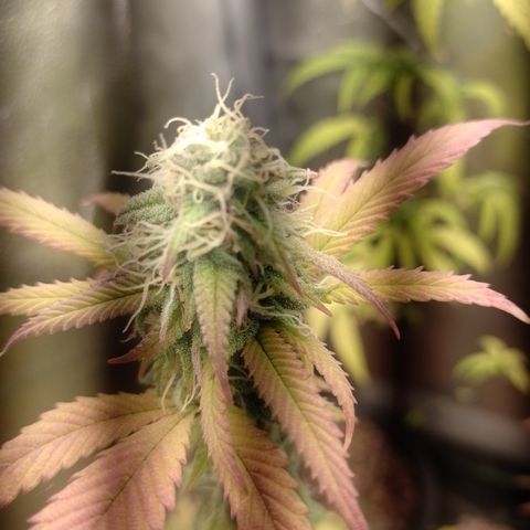 Sweet Cherry Pie 3 growlog timeline photo