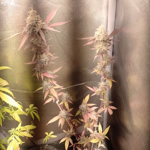 Banana Purple Punch #1 growlog timeline photo