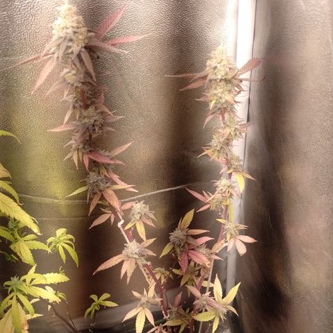Banana Purple Punch #1 growlog timeline photo