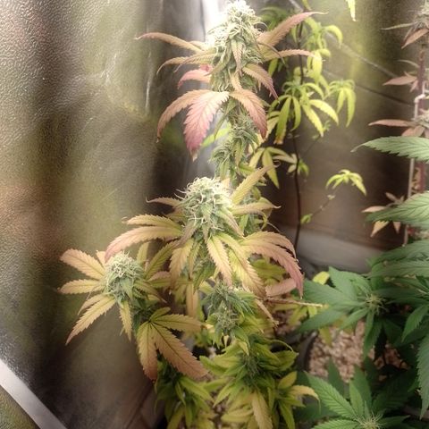 Sweet Cherry Pie 3 growlog timeline photo