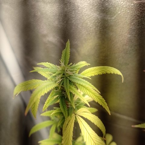 Purple Guetto growlog timeline photo