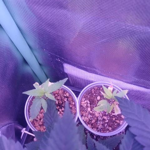 Banana Purple Punch #4 e #5 growlog timeline photo