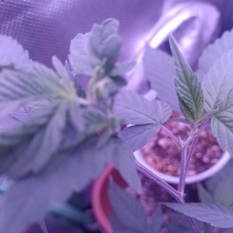 Banana Purple Punch 3 growlog timeline photo