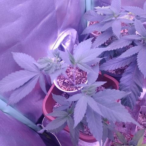 Banana Purple Punch 3 growlog timeline photo