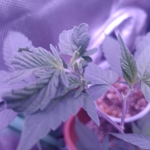 Banana Purple Punch 3 growlog timeline photo