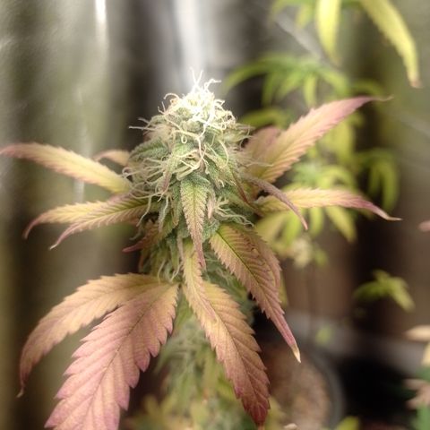 Sweet Cherry Pie 3 growlog timeline photo